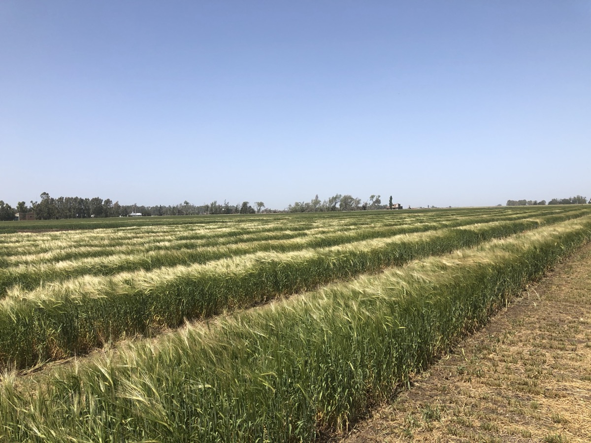 Barley trial plots, Buenos Aires