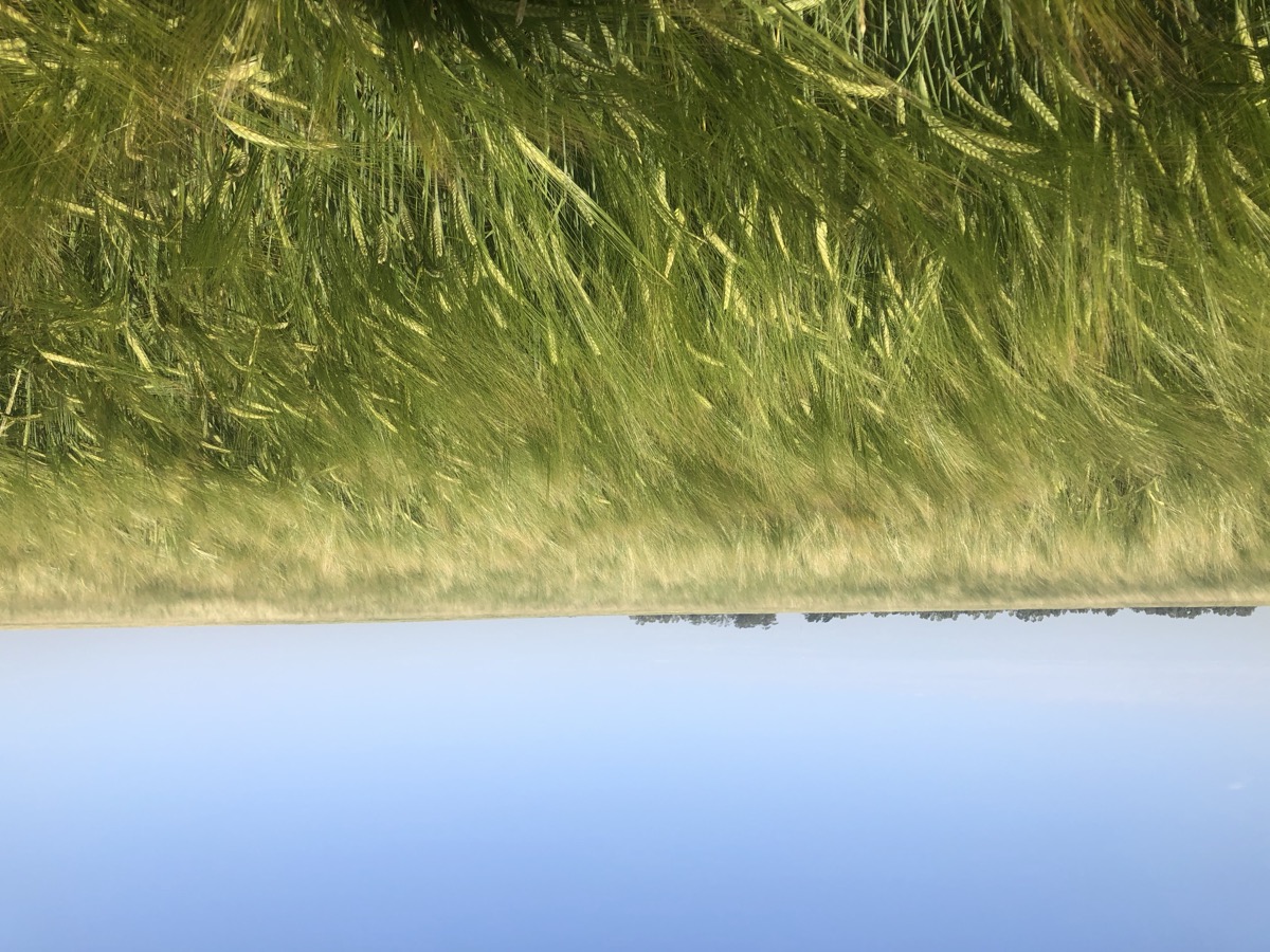 From grain to glass