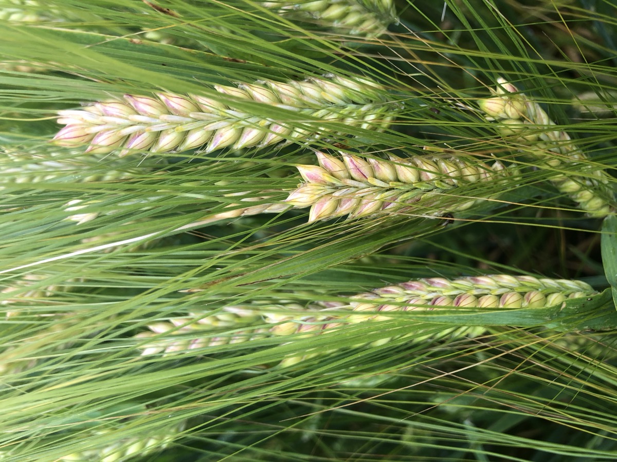 Barley ears close-up